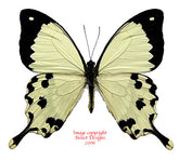 Papilio dardanus meriones (Madagascar)